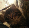 Beautiful Cat Shoes For Cat of James Obrien-Paww-Printz-Merchandise