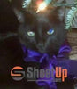 Margaret Hennessee/Cat-Running Shoes For Women-3D Print-Free Shipping-Paww-Printz-Merchandise