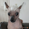Sandy Jennings's Chinese Crested Hairless Dog, Running Shoe For Women- Free Shipping-Paww-Printz-Merchandise