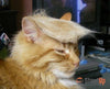 Trump Cat Sneakers - Free Shipping-Paww-Printz-Merchandise